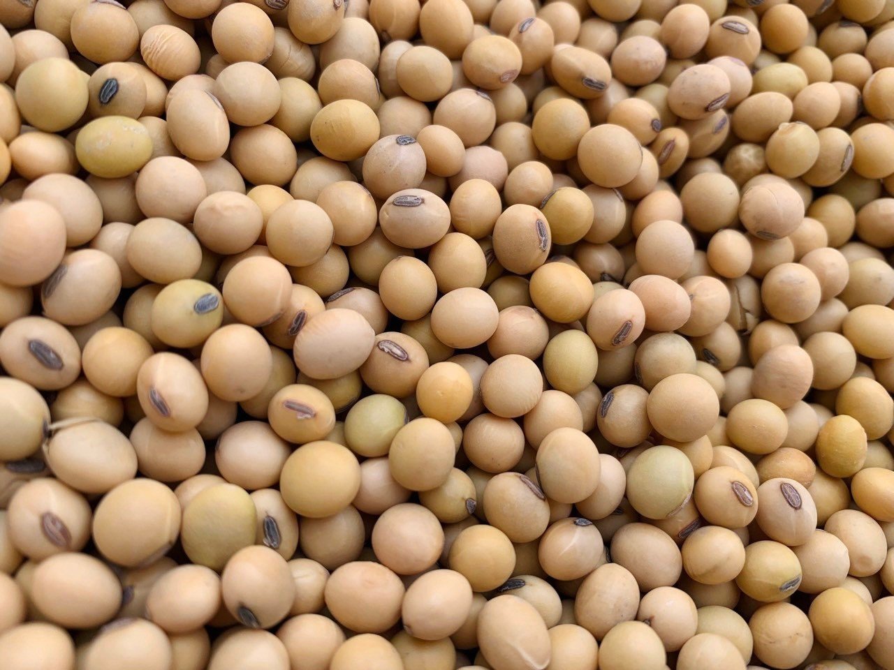 Hạt đậu tương – Nguyên liệu thiết yếu trong đời sống và sản xuất thức ăn chăn nuôi