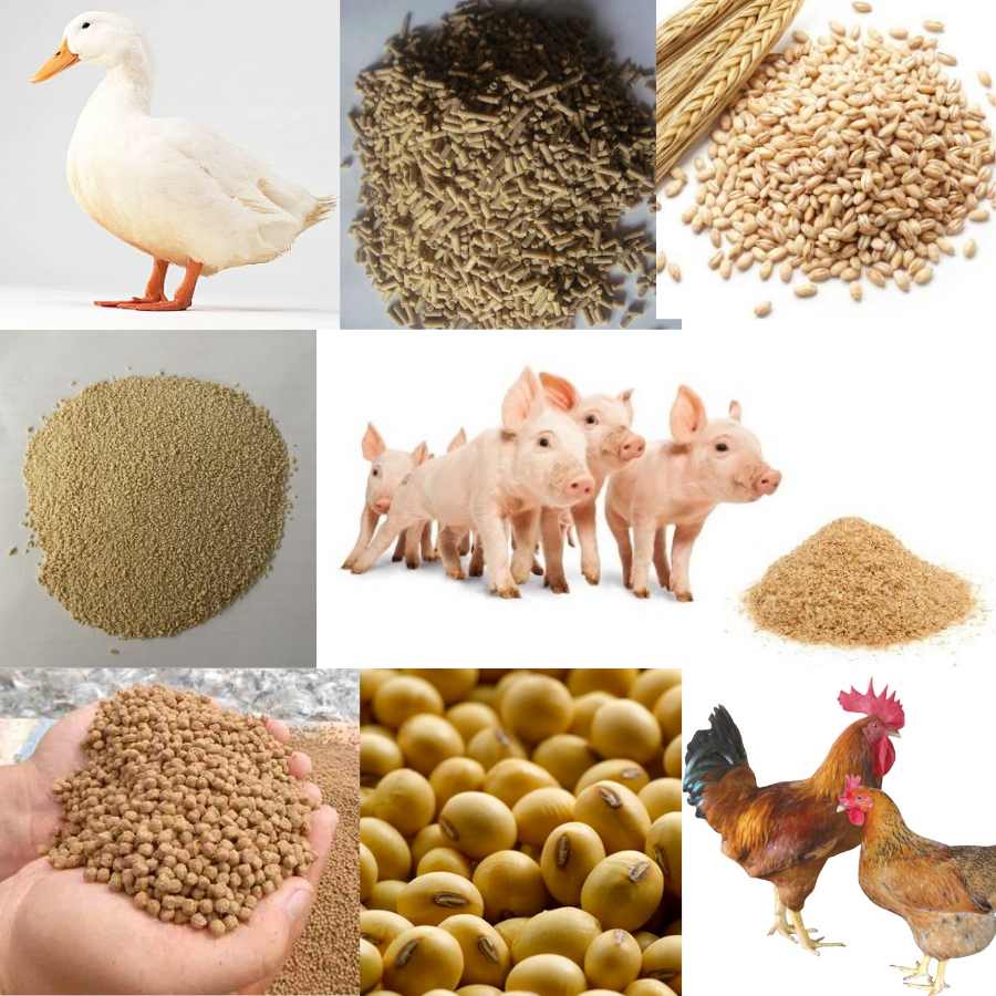 Tăng năng suất chăn nuôi nhờ cám Fago